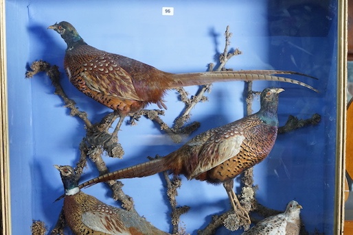 A large early 20th century taxidermy display of four pheasants in naturalistic setting, width 100cm, depth 29cm, height 98cm